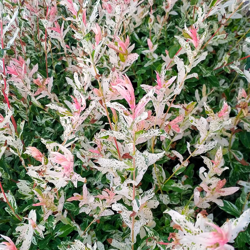 Saule crevette ‘Hakuro Nishiki’ ( Salix integra ‘Hakuro Nishiki’)