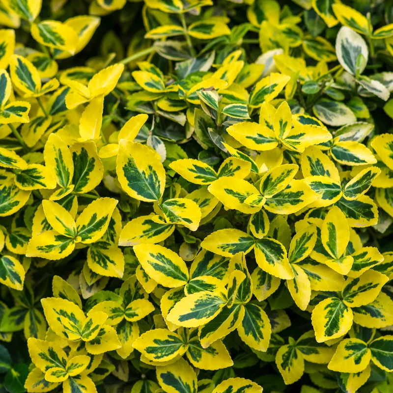 Fusain rampant ‘Emerald Gold’ ( Euonymus fortunei ‘Emerald Gold’)