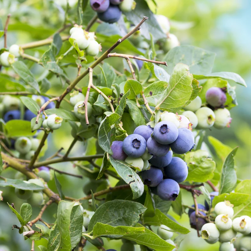 Bleuet en corymbe ‘Patriot’ ( Vaccinium corymbosum ‘Patriot’)