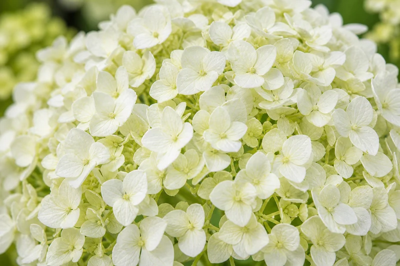 Hortensia ‘Annabelle’ ( Hydrangea arborescens ‘Annabelle’)