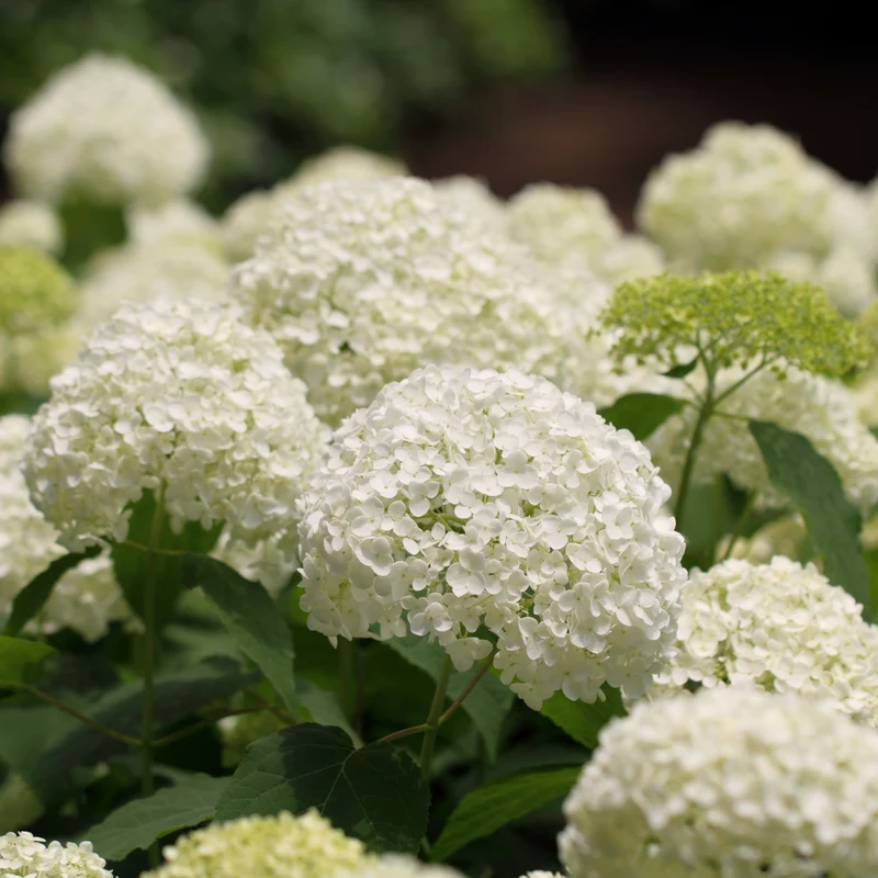 Hortensia ‘Annabelle’ ( Hydrangea arborescens ‘Annabelle’)