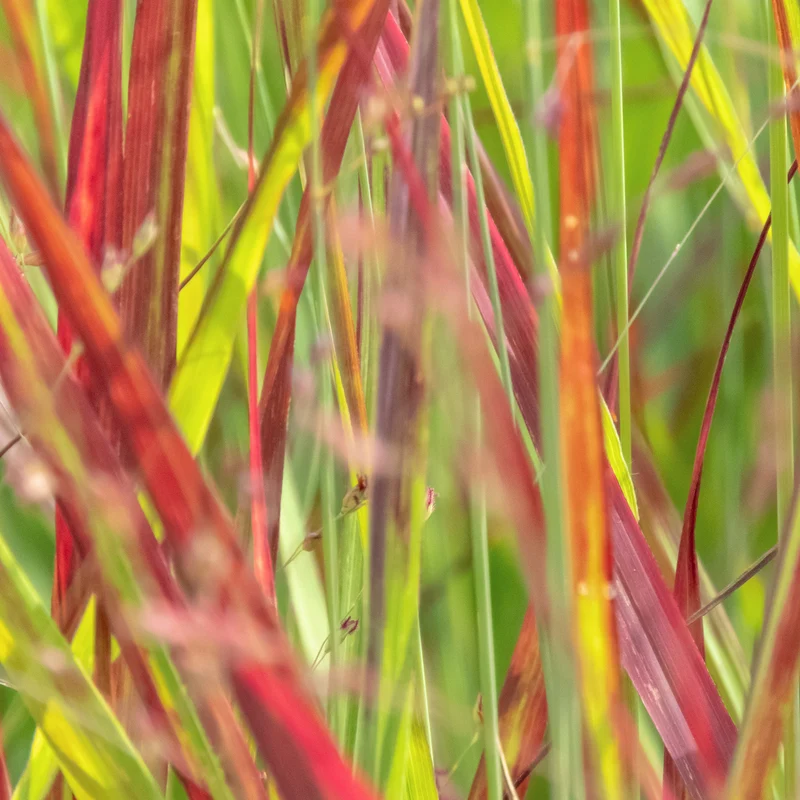 Panicum virgatum