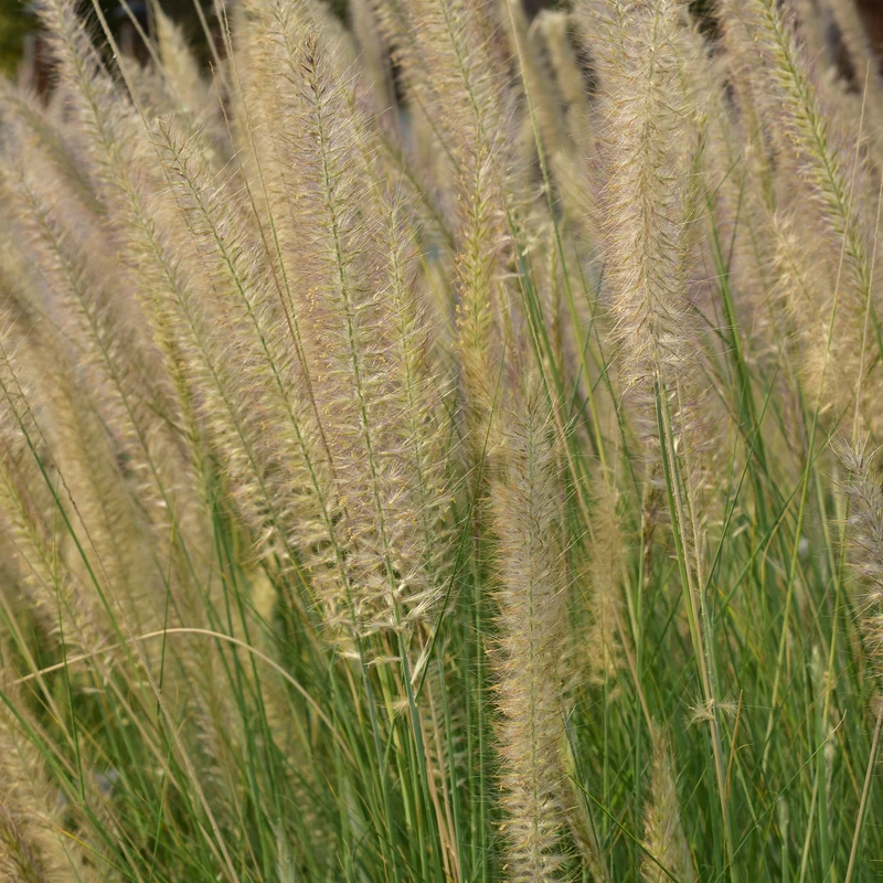 Pennisetum 'Desert Plains'