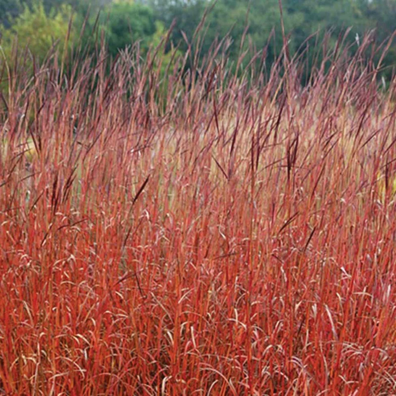 Andropogon 'Dancing Wind'