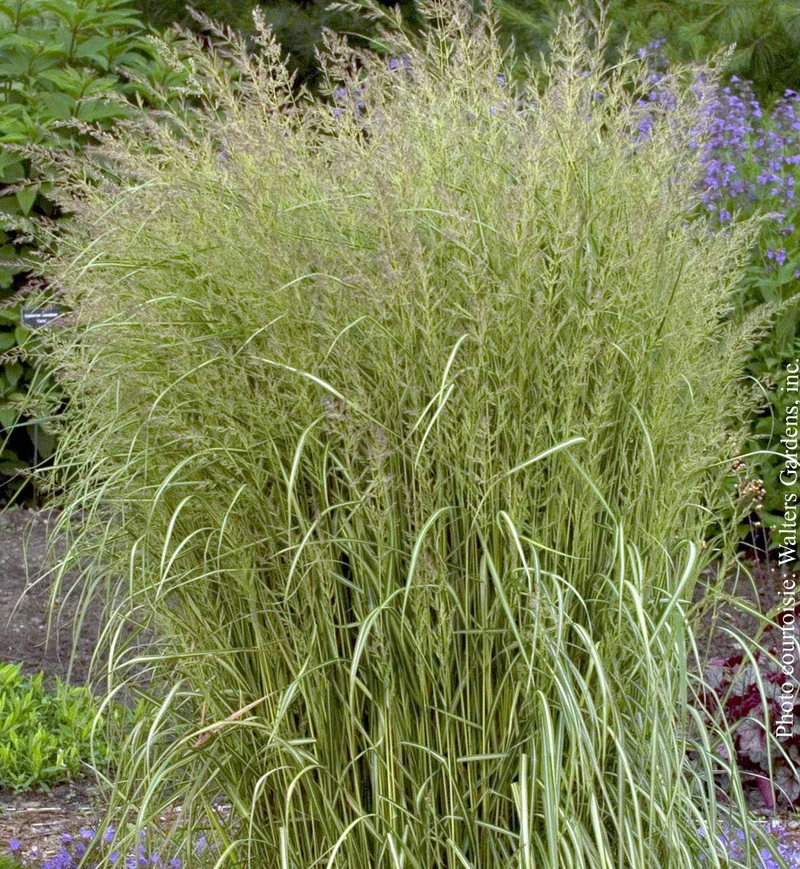 Calamagrostis 'Eldorado' (acu.)