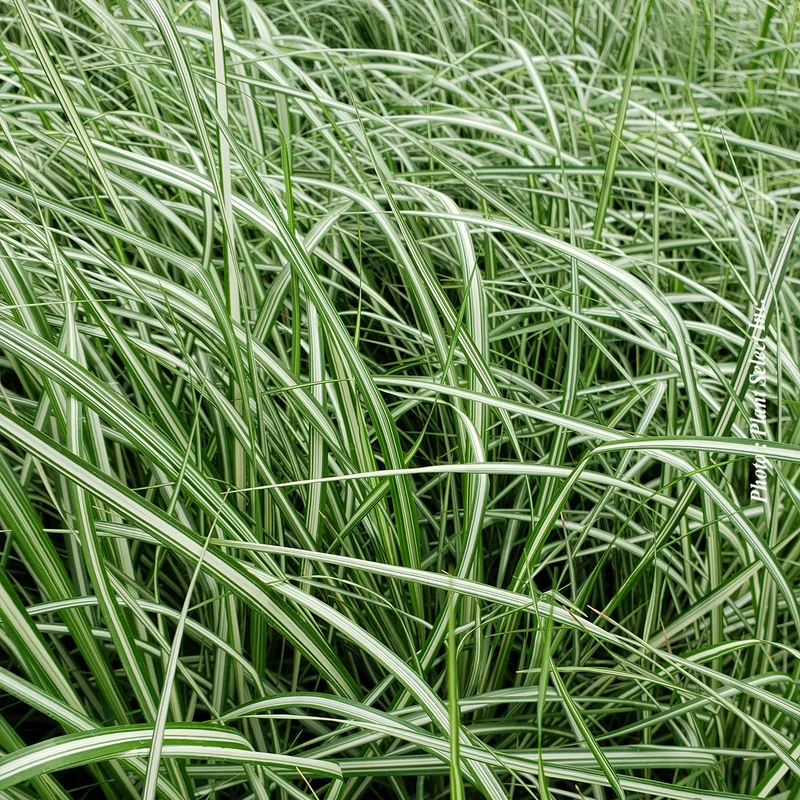 Calamagrostis 'Lightning Strike' (acu.)