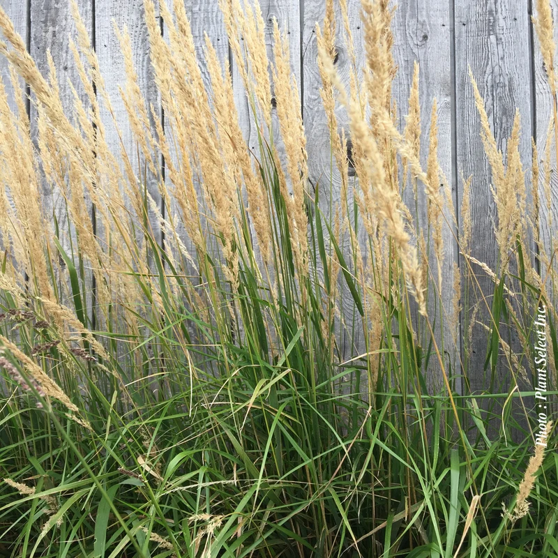Calamagrostis 'Karl Foerster'