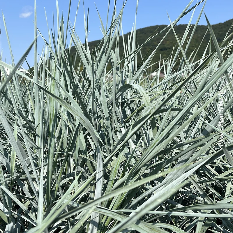 Elymus 'Blue Dune' (are.)
