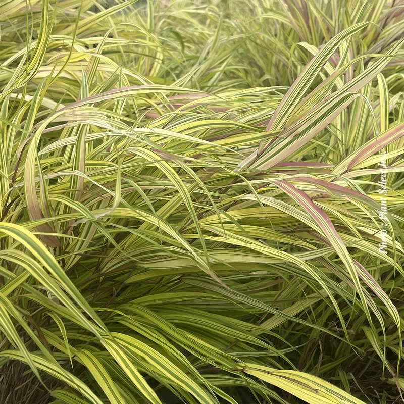 Hakonechloa 'Aureola' (mac.)