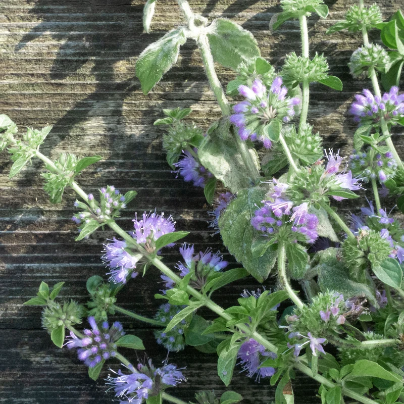 Menthe pouliot