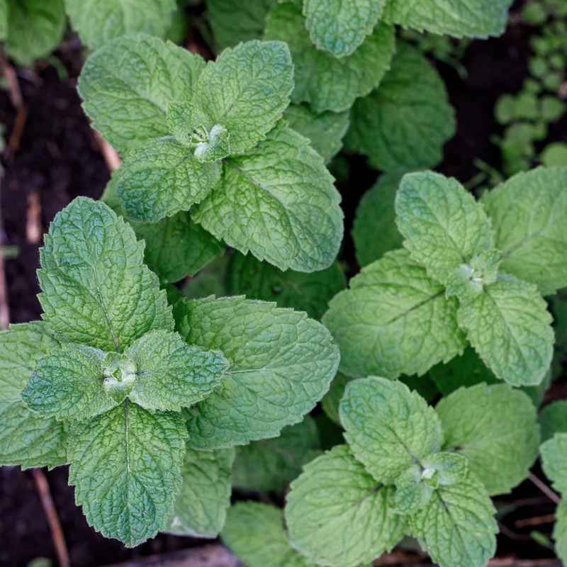 Menthe pomme