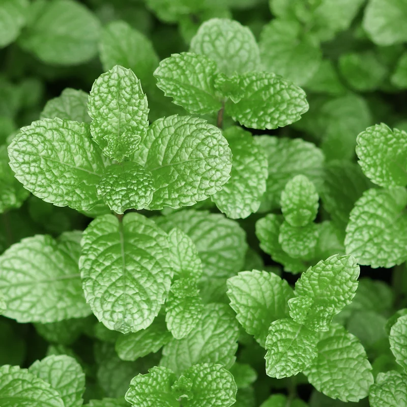 Menthe poivrée
