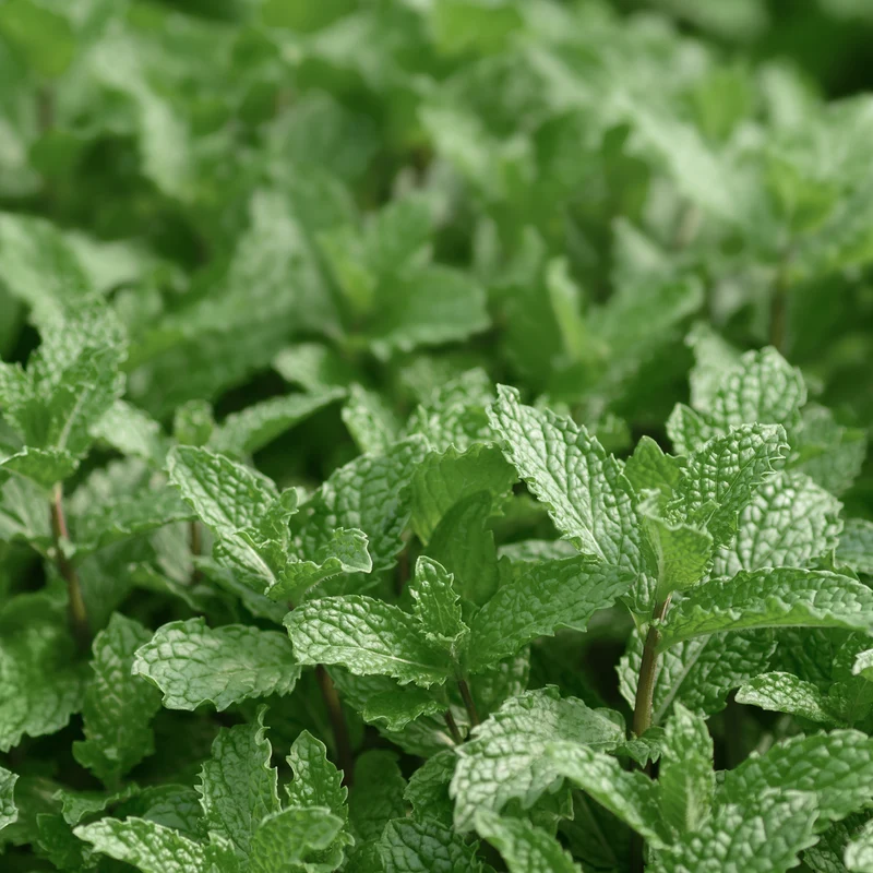 Menthe mojito
