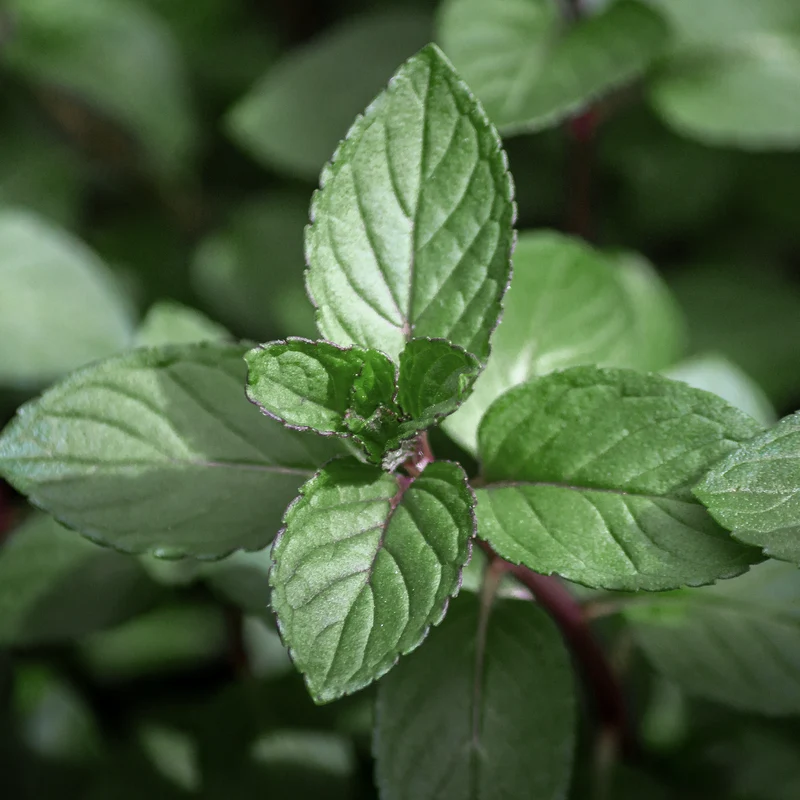 Menthe chocolat