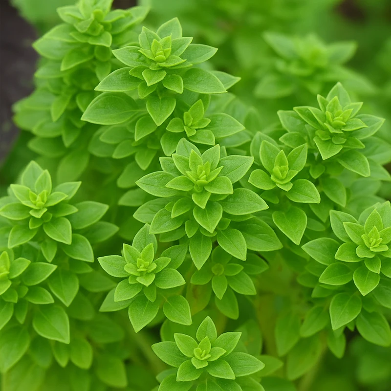 Basilic 'Boxwood'