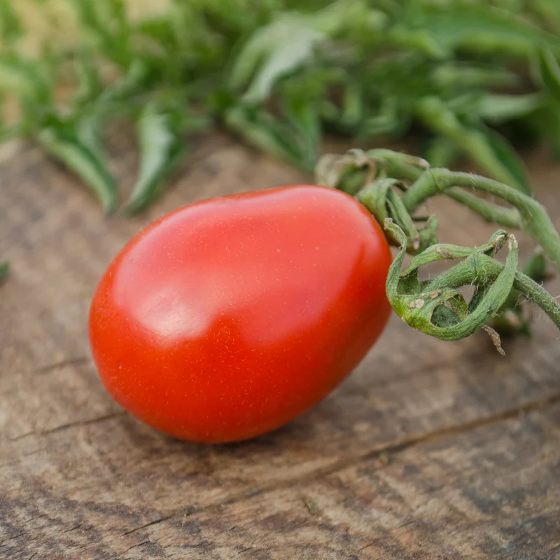 Tomate poire rouge