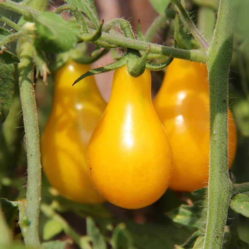 Tomate poire Pear Drops