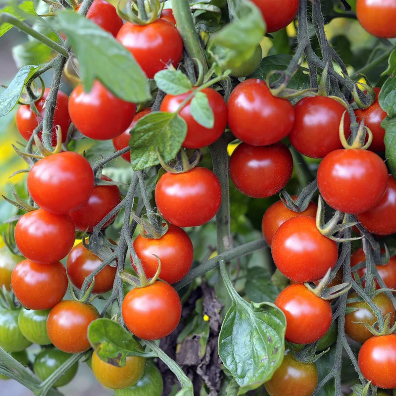 Tomate cerise Sweet Million