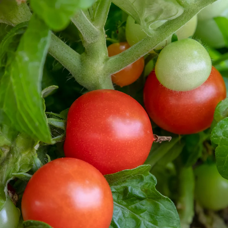 Tomate cerise Red Robin
