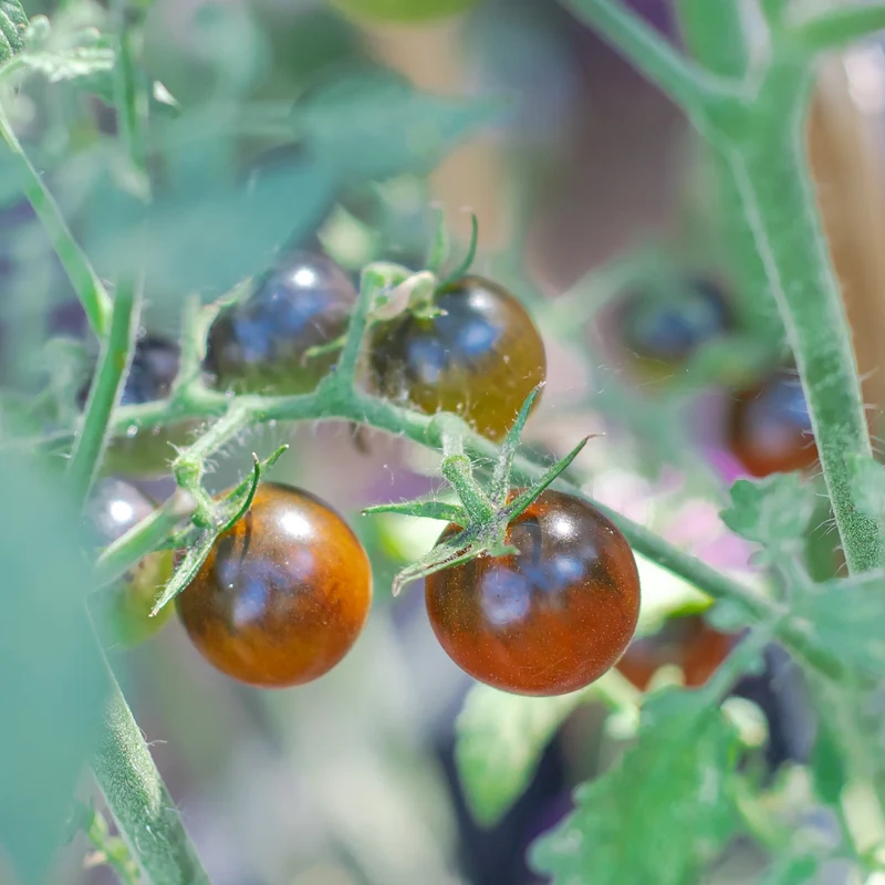 Tomate cerise Midnight Snack (rouge)