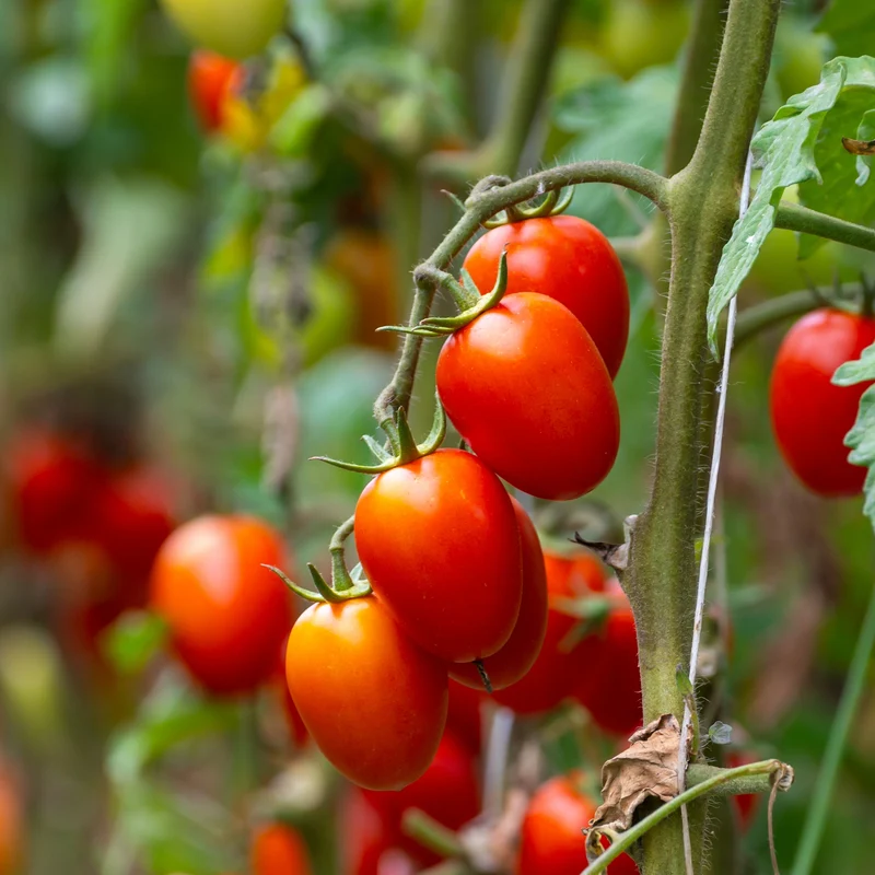 Tomate cerise Little Napoli