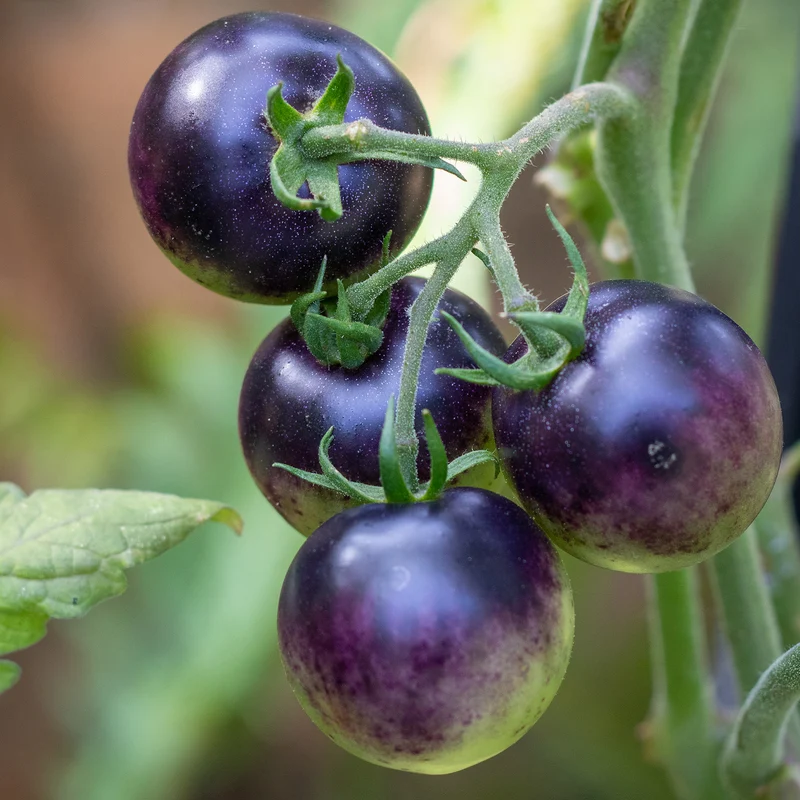 Tomate cerise Indigo