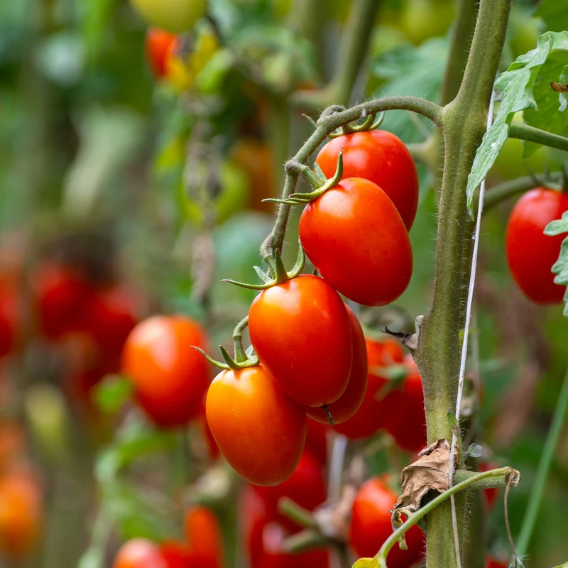 Tomate cerise Fantastico