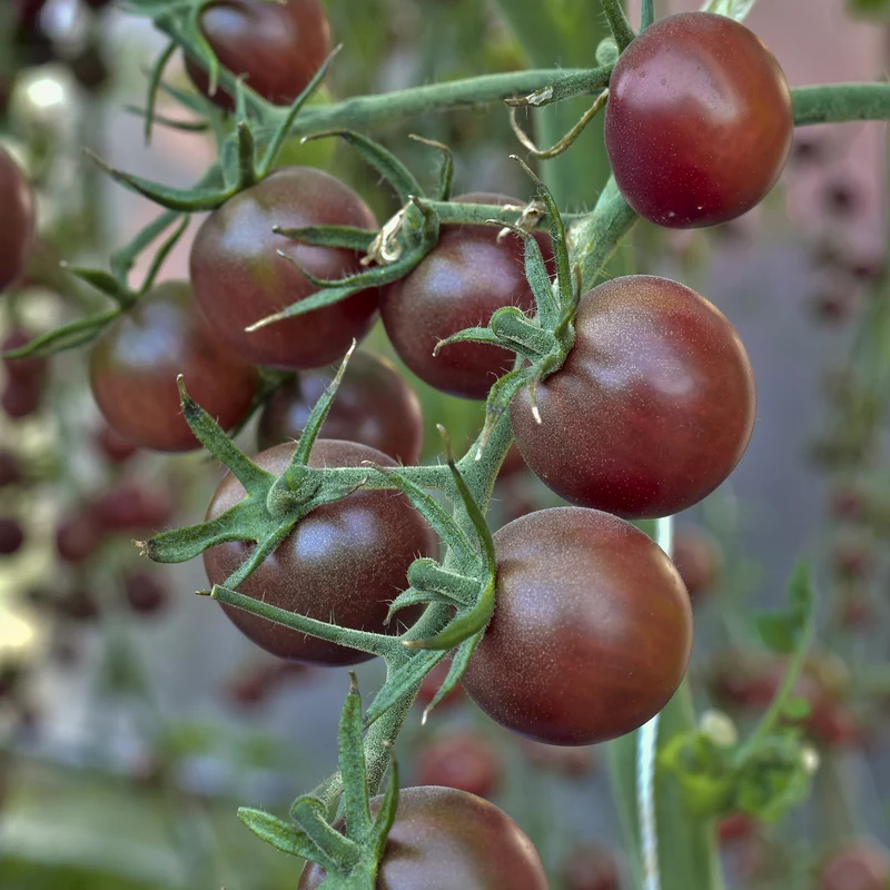 Tomate cerise Chocolate Cherry