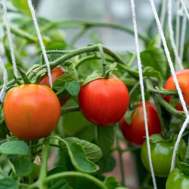 Jardiniere Tomate Tumbler