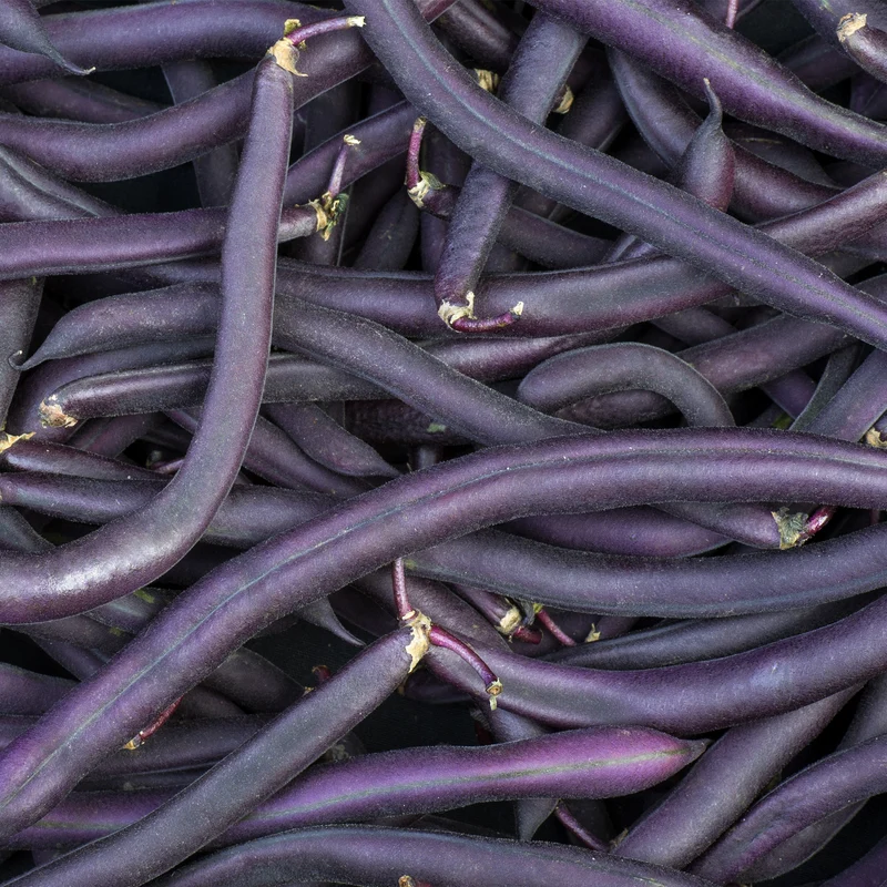 Haricot Amethyst