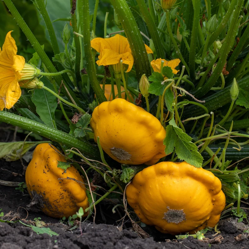 Courge Sunny Delight