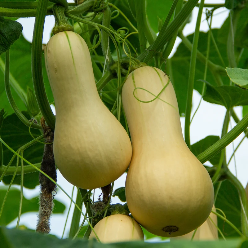 Courge Butternut
