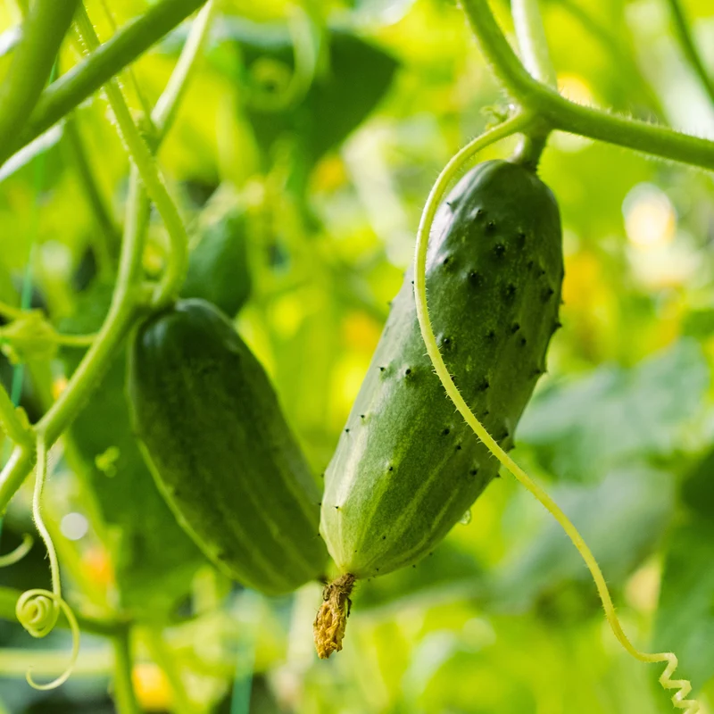 Concombre Cornichon