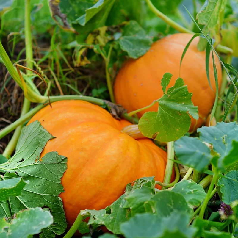 Citrouille