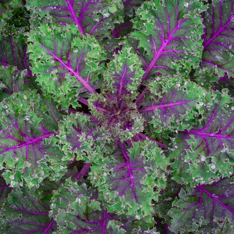 Chou frise Red Russian