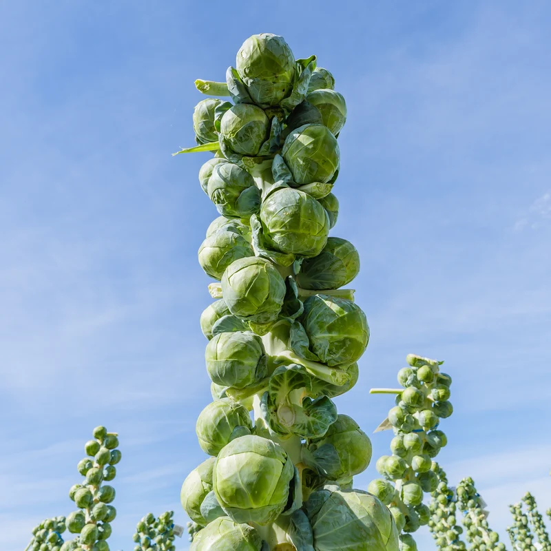 Chou de Bruxelles