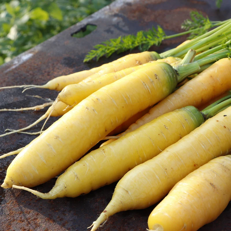 Carotte Mellow Yellow