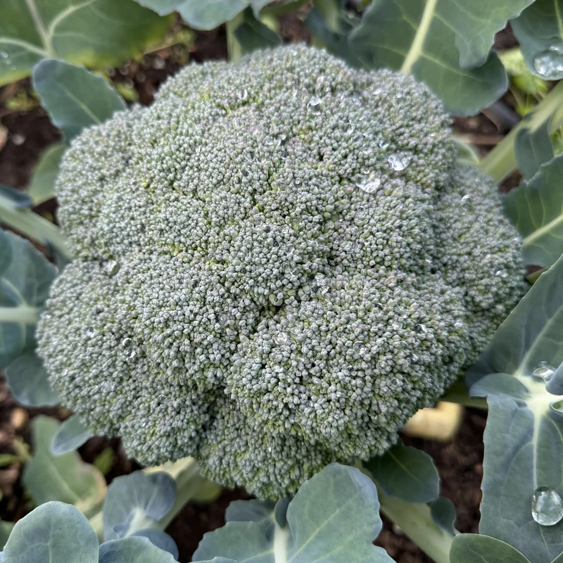 Brocoli Imperial