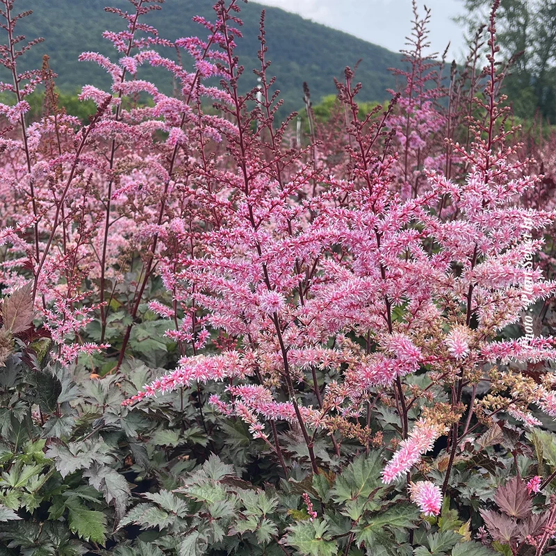 Astilbe ‘Delft Lace’ (Astilbe 'Delft Lace')