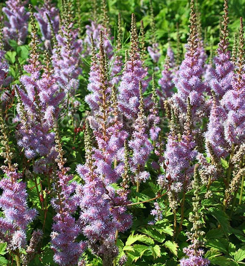 Astilbe chinensis var. pumila (Astilbe chinensis pumila)
