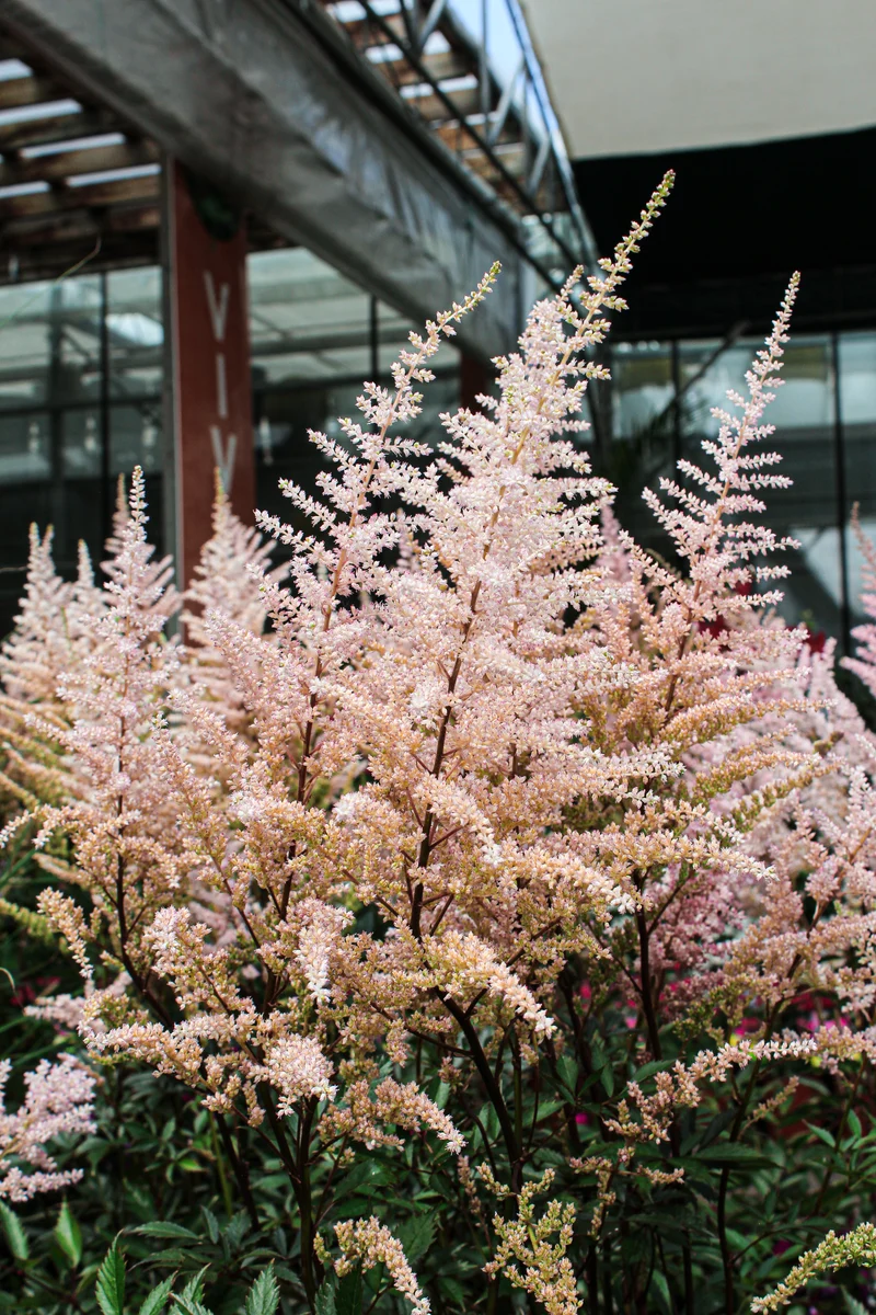 Astilbe ‘Erica’ (Astilbe 'Erica')