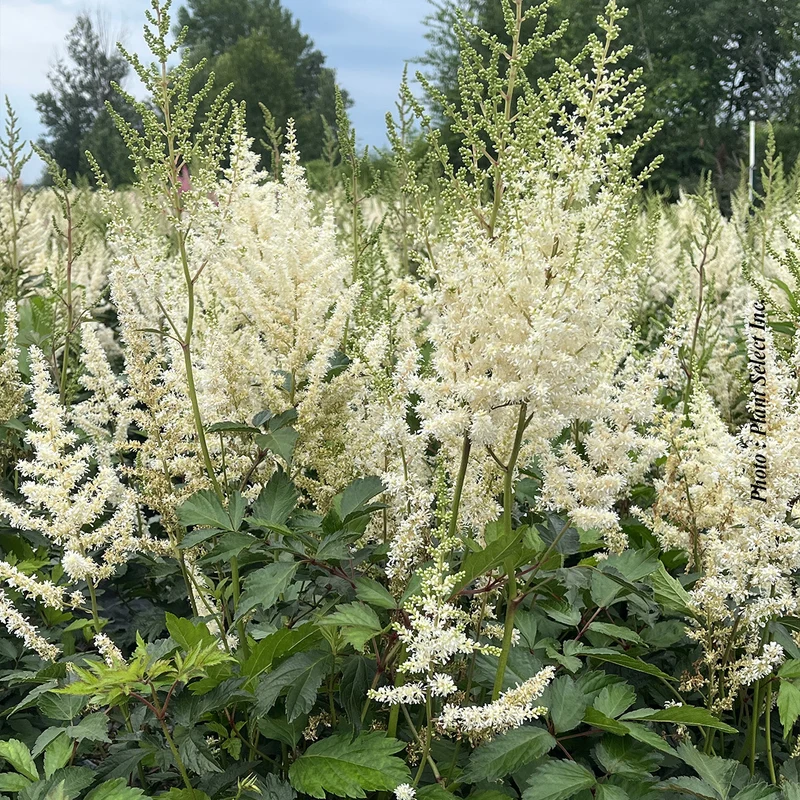 Astilbe ‘Diamant’ (Astilbe 'Diamant')