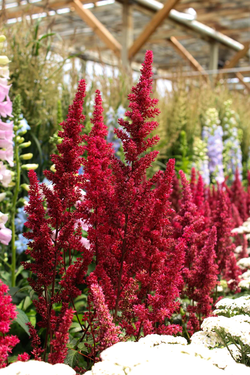 Astilbe ‘Glut’ (Astilbe 'Glut')