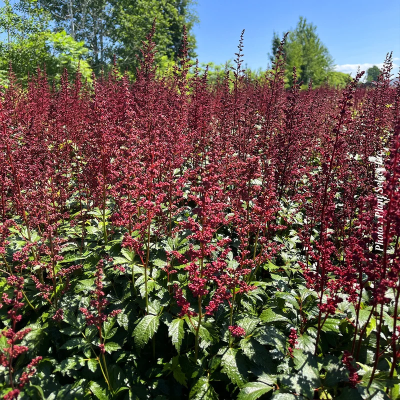 Astilbe ‘Fanal’ (Astilbe 'Fanal')