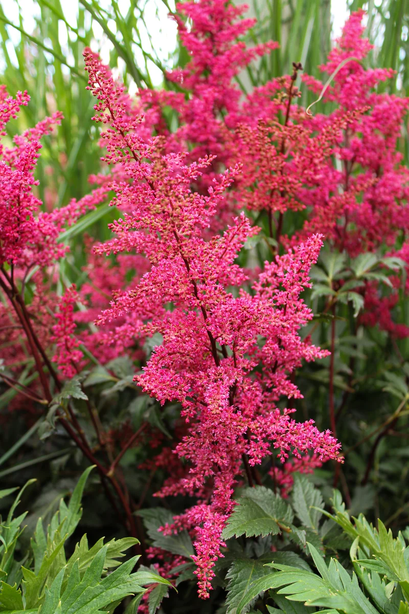 Astilbe ‘Red Sentinel’ (Astilbe 'Red Sentinel')
