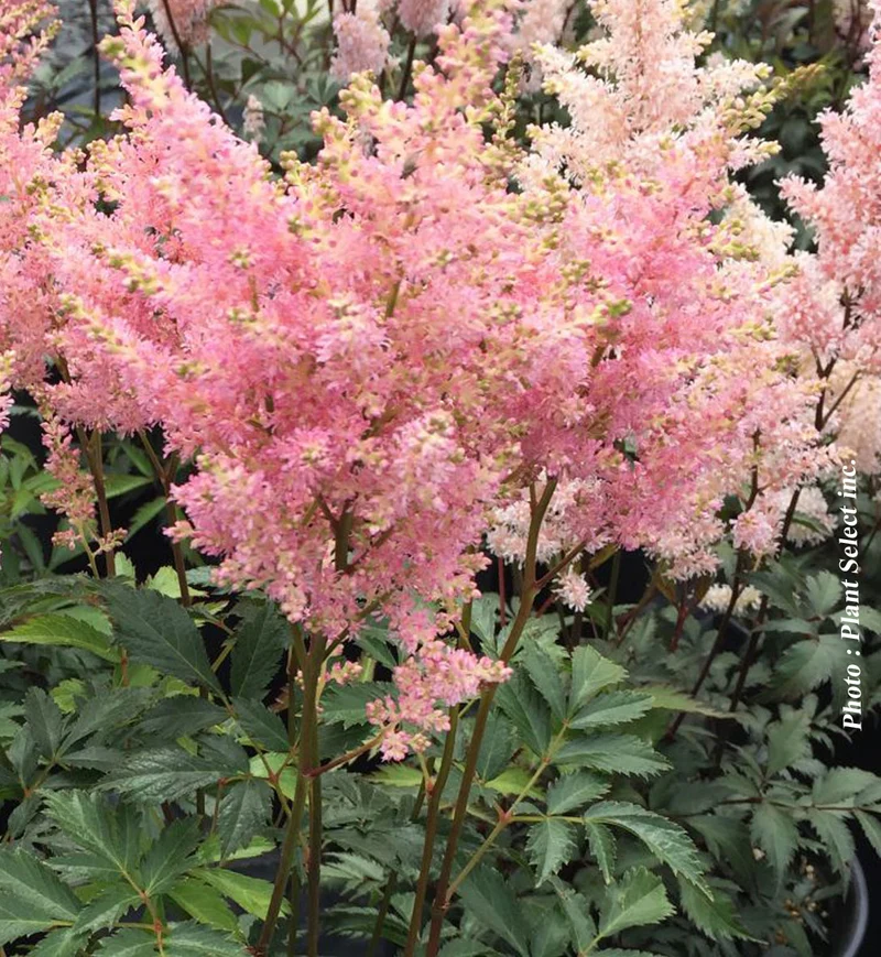 Astilbe ‘Peach Blossom’ (Astilbe 'Peach Blossom')