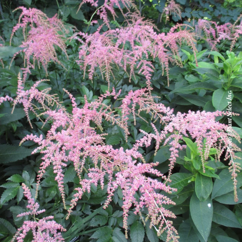 Astilbe ‘Ostrich Plume’ (Astilbe 'Ostrich Plume')