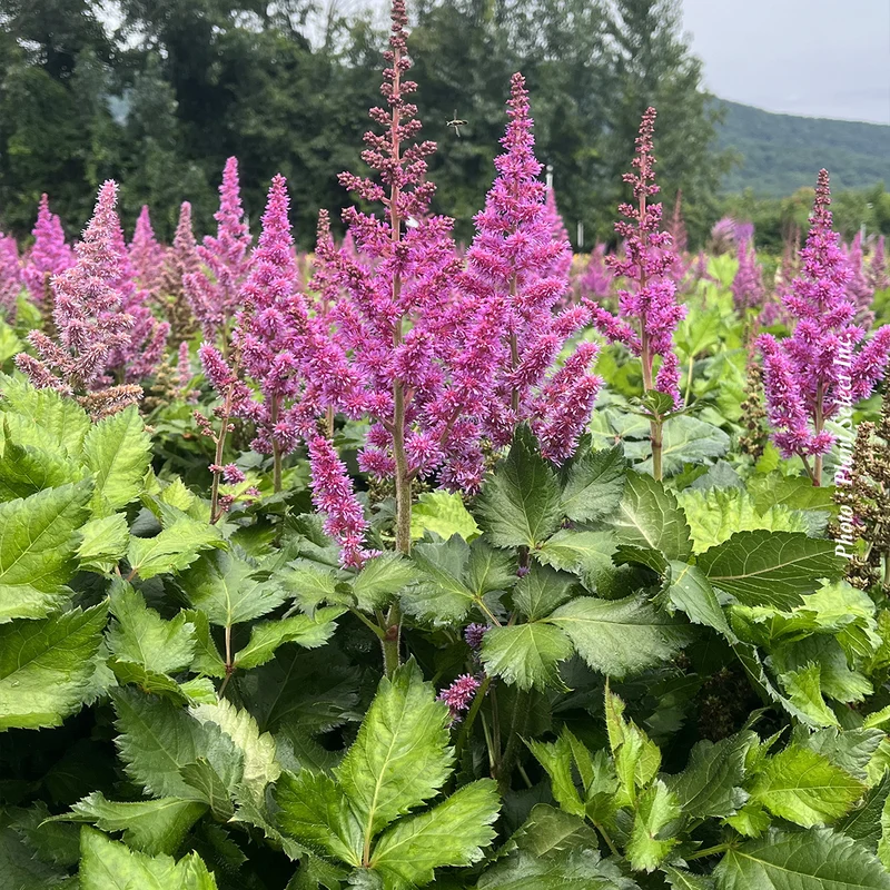 Astilbe ‘Visions’ (Astilbe 'Visions')