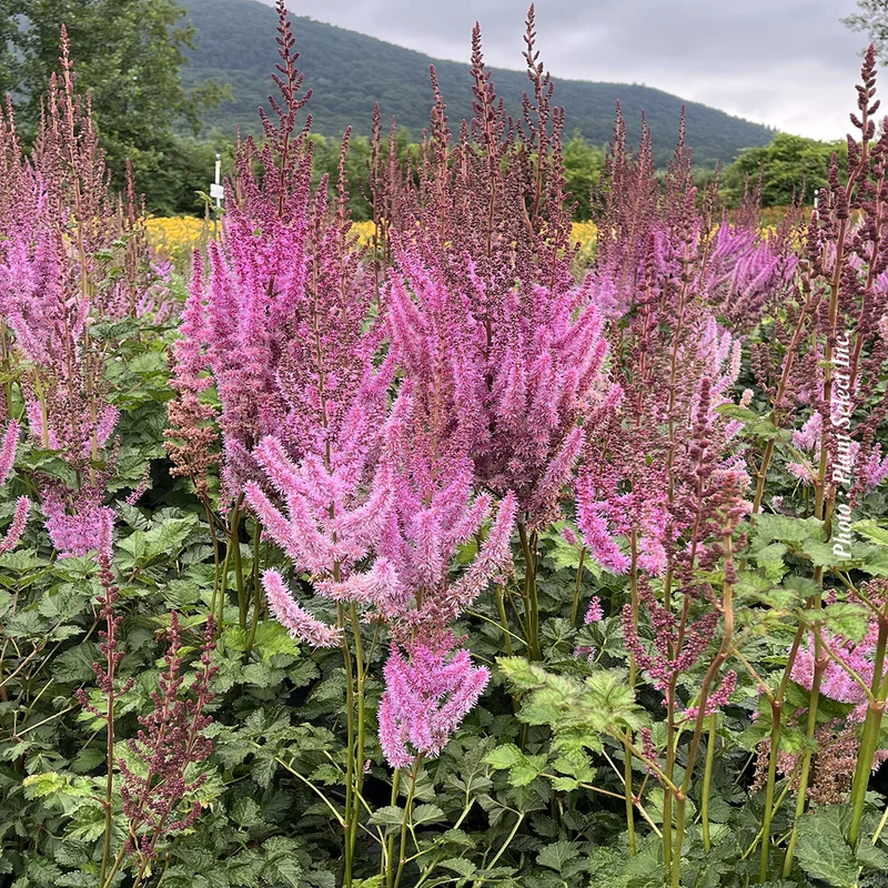 Astilbe ‘Superba’ (Astilbe taquetii 'Superba' (Chin.))