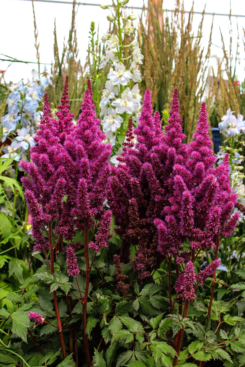 Astilbe ‘Visions in Red’ (Astilbe 'Visions in Red')